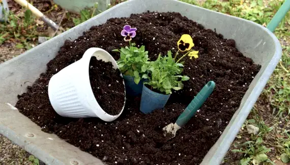 Çiçek toprağı için ne tür vitaminler kullanabiliriz?