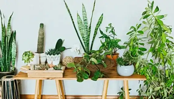 Salon bitkilerinin hızlı büyümesini nasıl sağlayabiliriz?