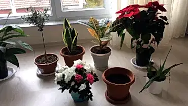 Saksıda çiçek yetiştirmek için hangi topraktan almalıyız?