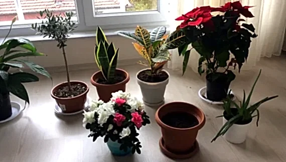 Saksıda çiçek yetiştirmek için hangi topraktan almalıyız?