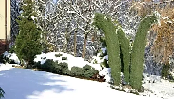 Kışın bahçe bakımı nasıl olmalıdır?