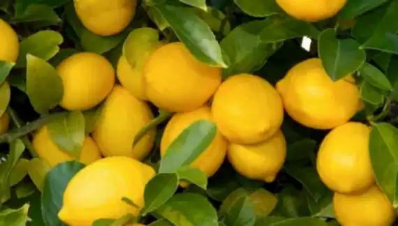 Limon Ağacı bakımı nasıl olmalıdır?