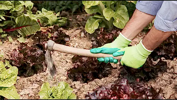 Yazın bahçede toprak bakımı nasıl olmalıdır